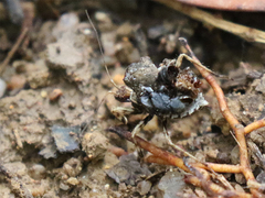 Acanthaspis westermanni