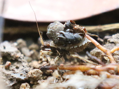 Acanthaspis westermanni