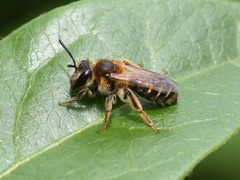 Andrena dorsata