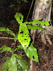 Symplocos paucistaminea