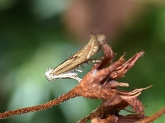 Isophrictis striatella