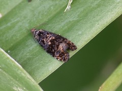 Endothenia ustulana