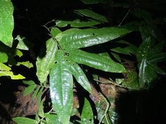Polyalthia