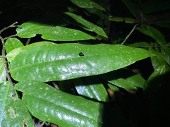 Polyalthia