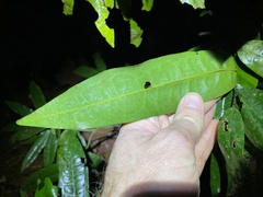 Polyalthia
