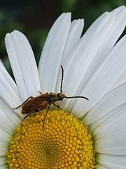 Pseudovadonia