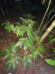 Polyalthia