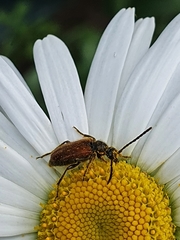 Pseudovadonia