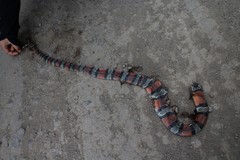 Lampropeltis micropholis