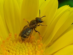 Halictus tumulorum