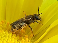 Halictus tumulorum