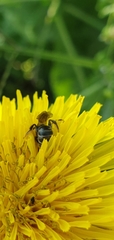 Halictus tumulorum