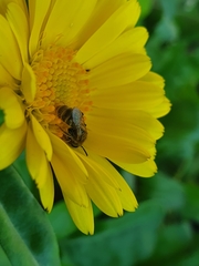 Halictus tumulorum