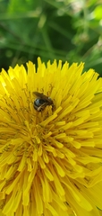 Halictus tumulorum