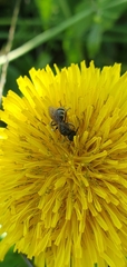 Halictus tumulorum