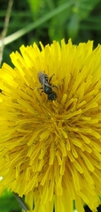 Halictus tumulorum