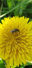 Halictus tumulorum