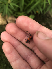 Tetraopes melanurus