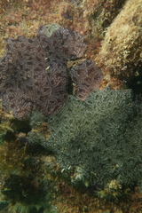 Aplousobranchia