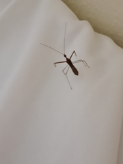 Zelus cervicalis