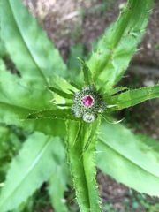 Cirsium monspessulanum