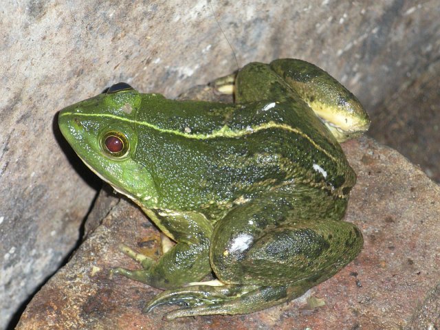 Indian Five-fingered Frog