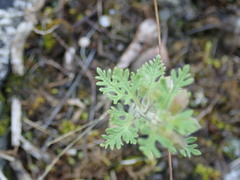 Teucrium botrys