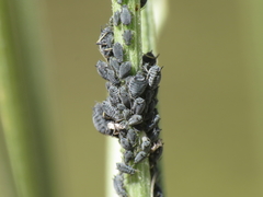 Aphis cytisorum