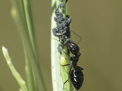 Aphis cytisorum