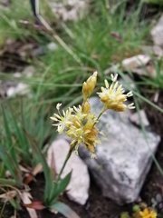 Luzula lutea