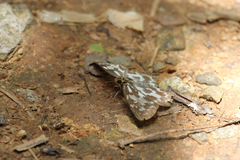 Abraximorpha