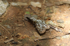 Abraximorpha