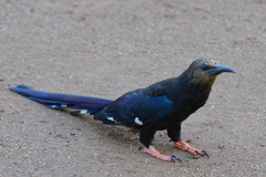 Phoeniculus purpureus marwitzi