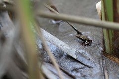 Epipedobates anthonyi