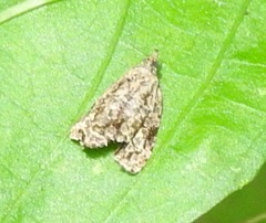 Celypha
