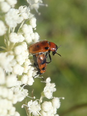 Coptocephala rubicunda