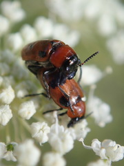 Coptocephala rubicunda