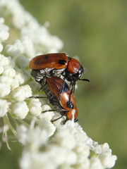 Coptocephala rubicunda