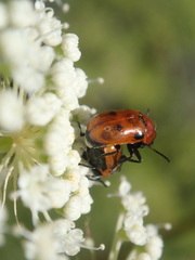 Coptocephala rubicunda