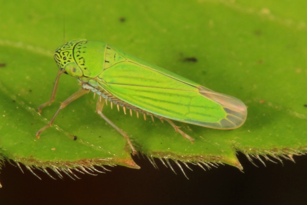 Common Green Leafhopper