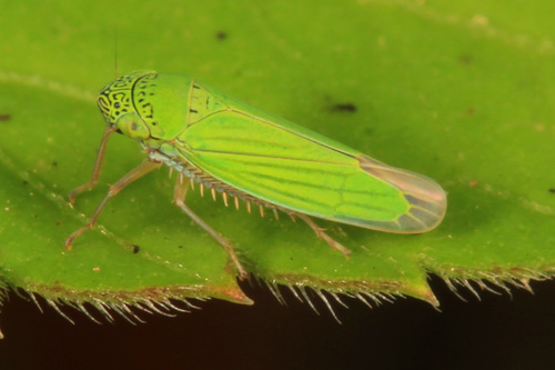 Common Green Leafhopper