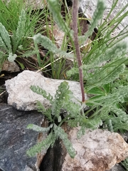 Achillea nana