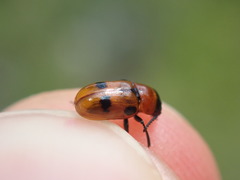Coptocephala rubicunda