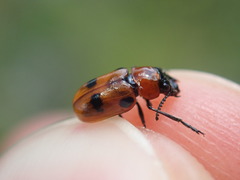 Coptocephala rubicunda