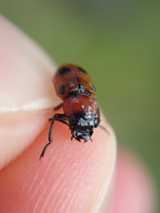 Coptocephala rubicunda