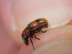 Coptocephala rubicunda