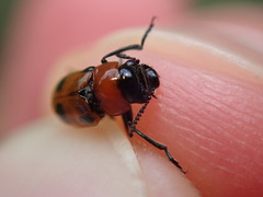 Coptocephala rubicunda