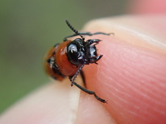 Coptocephala rubicunda