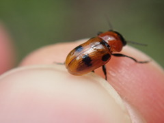 Coptocephala rubicunda