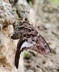 Codatractus alcaeus alcaeus